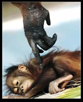 非洲动物世界精彩摄影小猩猩