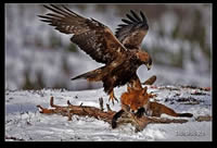 非洲动物世界精彩摄影鹰抓狐狸