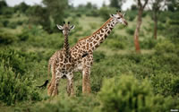 非洲野生动物高清长颈鹿1920*1200壁纸下载