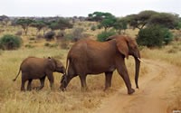 非洲野生动物高清大象1920*1200壁纸下载