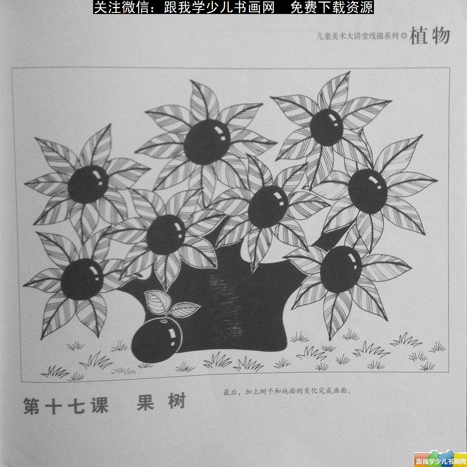 儿童线描教程画植物花卉