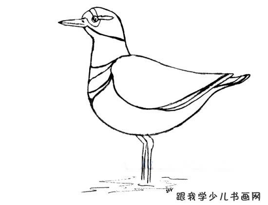 动物简笔画、涂色简笔画(鸟类简笔画3)--跟我学